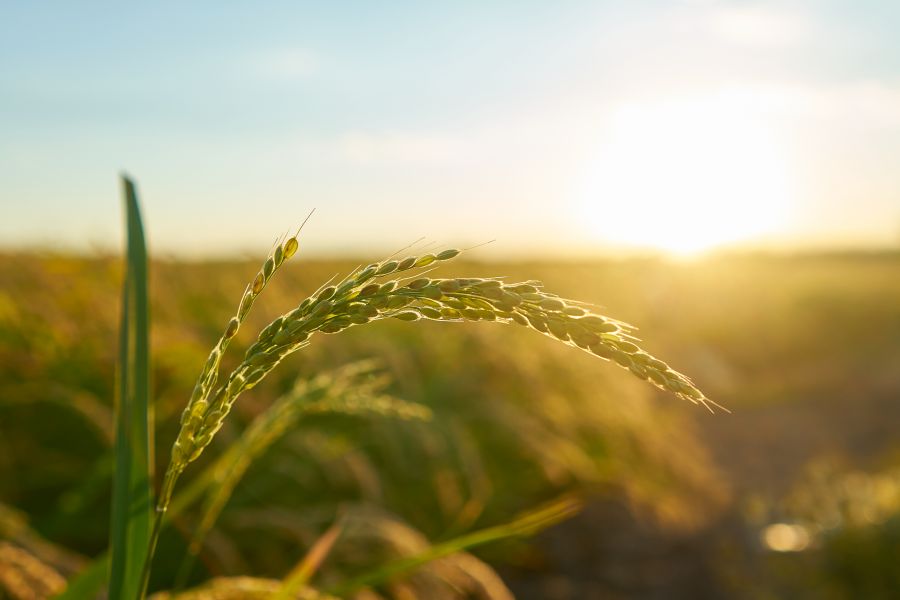 Từ Vựng Bài Đọc The Risks Agriculture Faces In Developing Countries