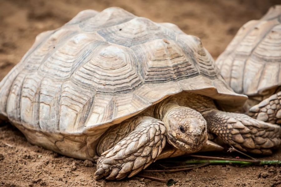Flying Tortoises IELTS Reading Answers with Explanation