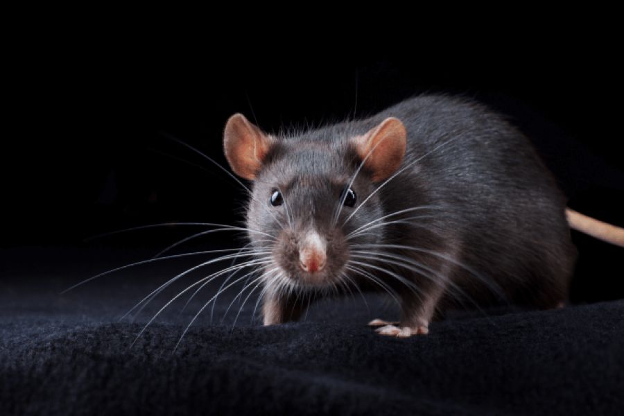 Effects Of Urban Environments On Animals IELTS Listening Answers With Audio, Transcript, And Explanation