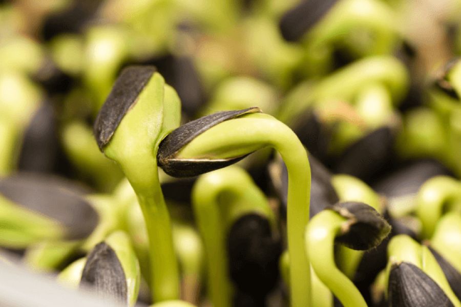 Seed Germination IELTS Listening Answers With Audio, Transcript, And Explanation