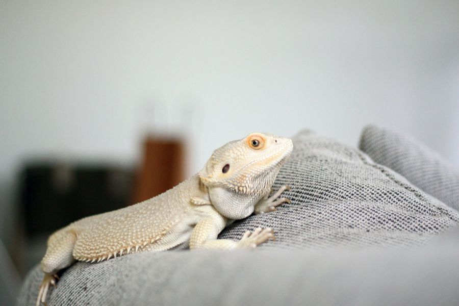 The Sleepy Lizard IELTS Listening Answers With Audio, Transcript, And Explanation