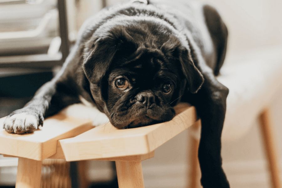 Why Being Bored Is Stimulating – And Useful, Too IELTS Reading Answers with Explanation