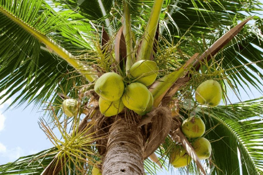 The Coconut Palm IELTS Reading Answers with Explanation