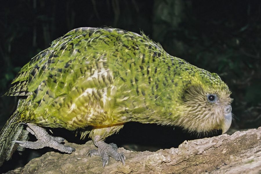 The kãkãpo IELTS Reading Answers with Explanation