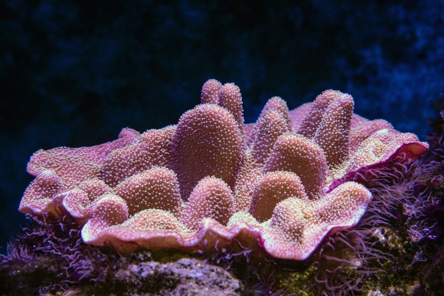 Can the planet's coral reefs be saved? - IELTS Reading with Practice Test, Answers And Explanation