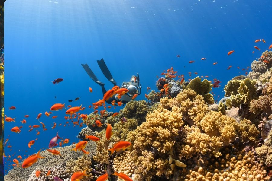 Lecture on ocean biodiversity IELTS Listening Answers with Explanation