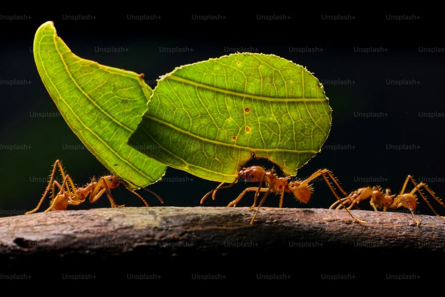 Invasive species IELTS Listening Answers with Explanation