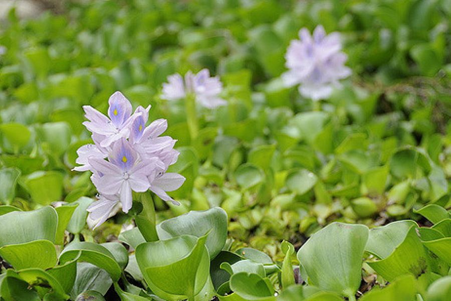The problems and benefits created by the spread of the water hyacinth in Kenya IELTS Reading Answers with Explanation