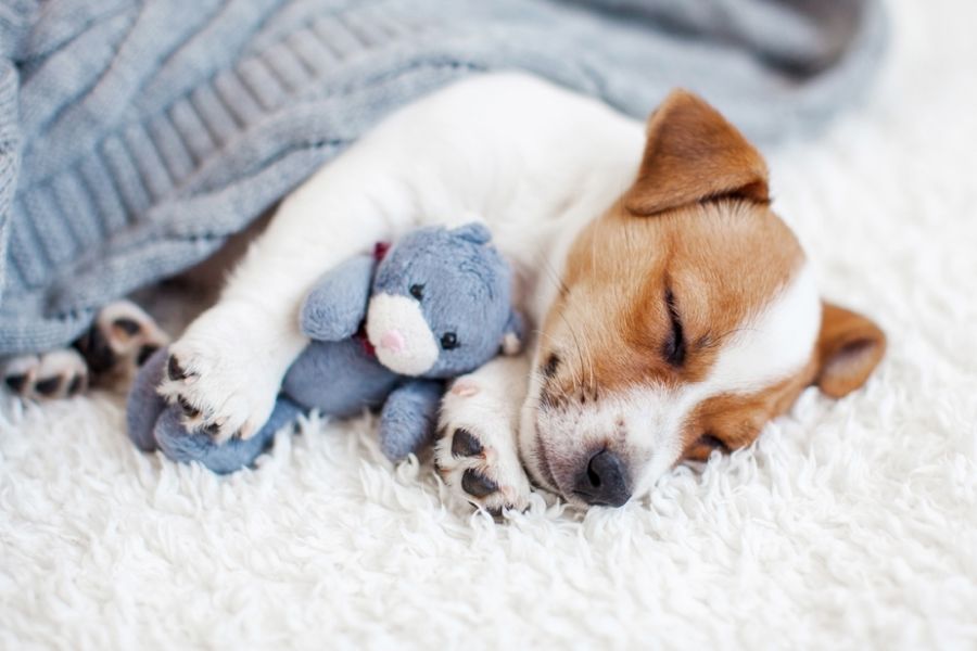 Do animals dream? IELTS Reading Answers with Explanation