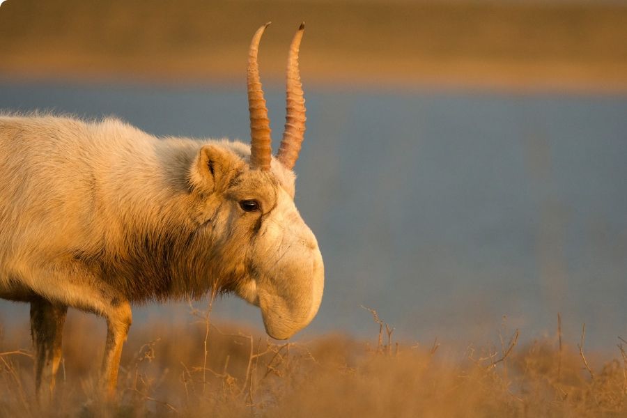 Saving the saiga IELTS Reading Answers with Explanation