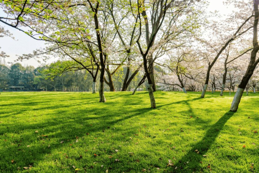 Parks & Open Spaces IELTS Listening Answers With Audio, Transcript, And Explanation