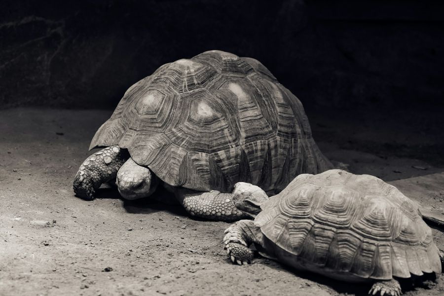 The History Of Tortoise IELTS Reading Answers with Explanation