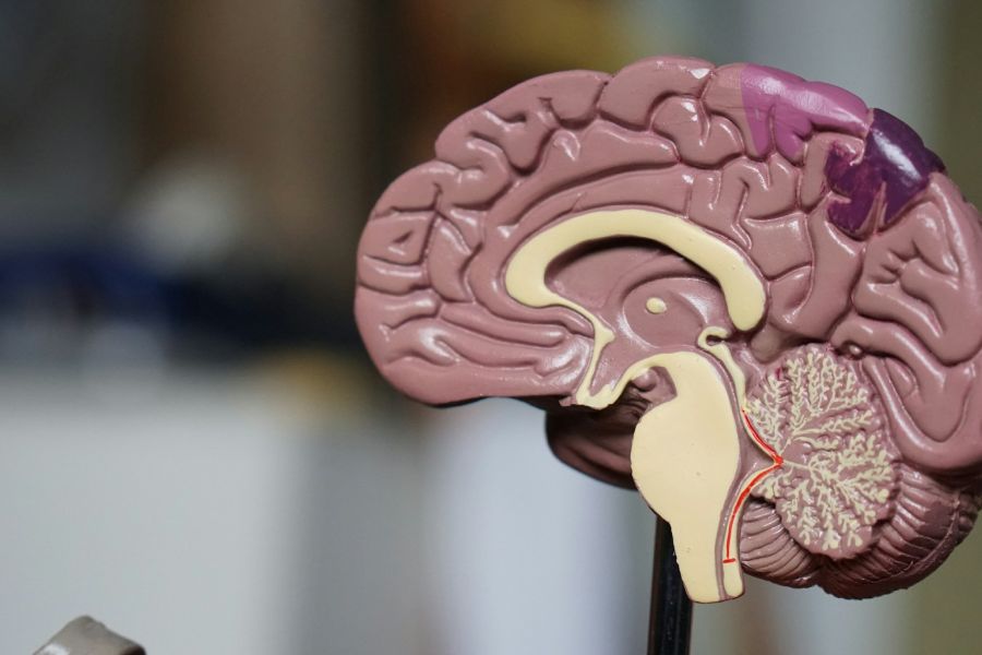 Từ Vựng Bài Đọc A Neuroscientist Reveals How To Think Differently