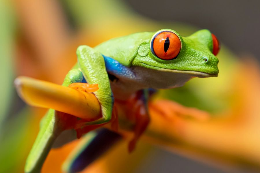 Amphibians