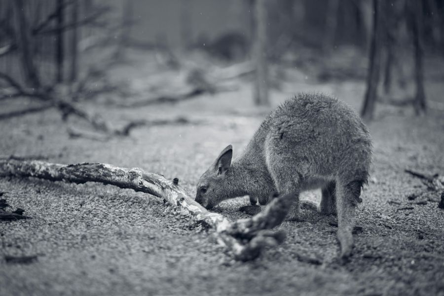 Extinction of Australian species