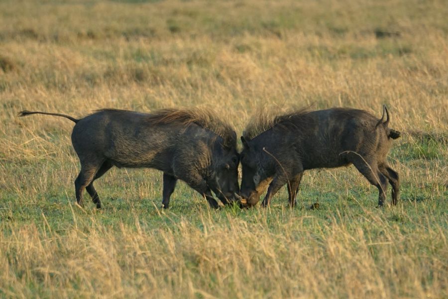 Boar and Red Deer