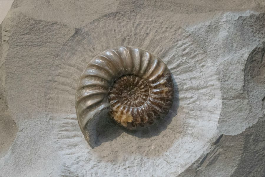 Study of fossil park