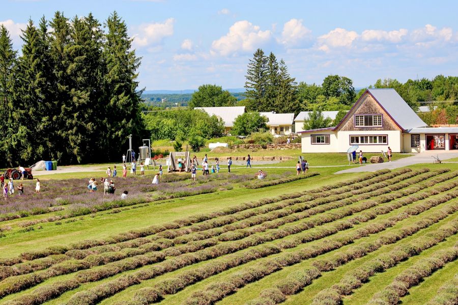 The Middletown Urban Farming Scheme (MUFS)