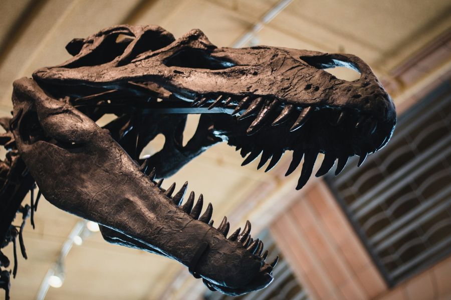 Museum of Natural History