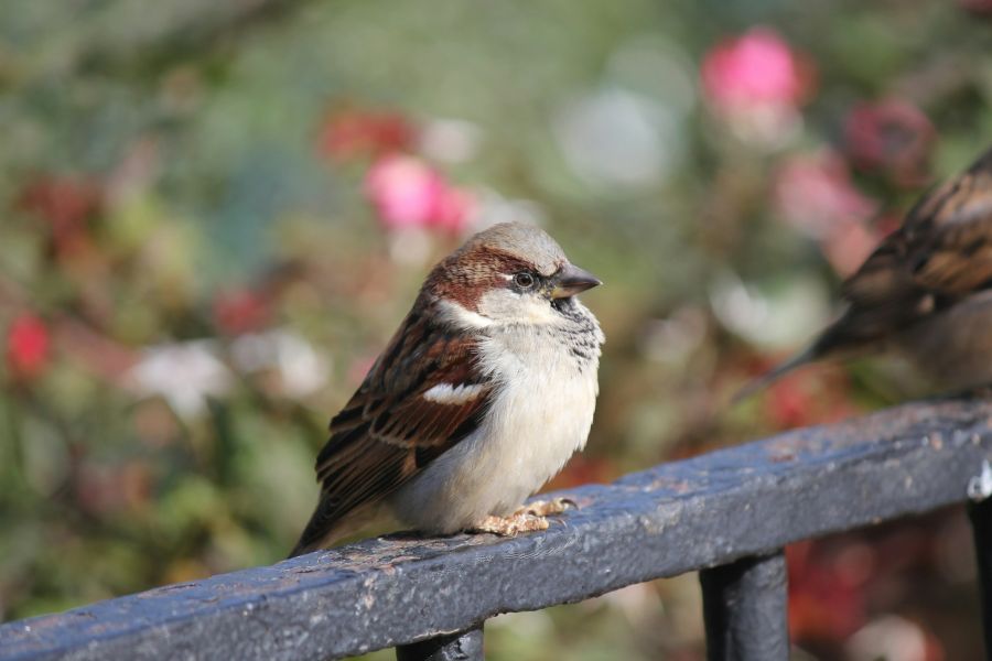 Bird Migration 2