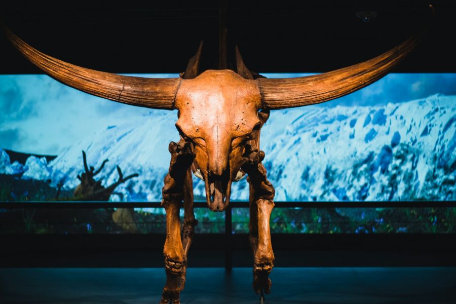 Extinct: the giant deer