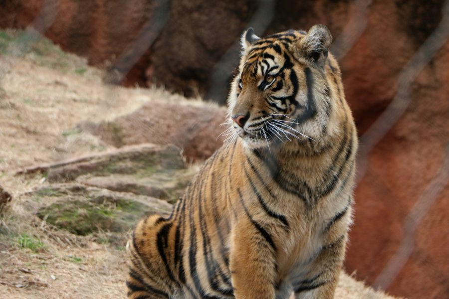 The Tasmanian tiger
