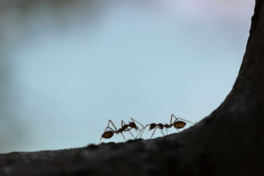 The fascinating world of attine ants