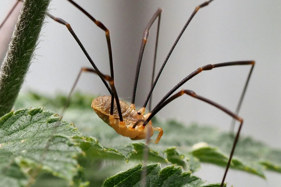 The value of research into mite harvestmen