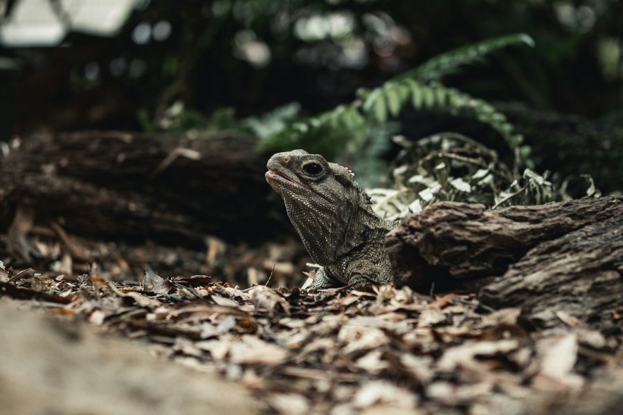 The tuatara of New Zealand