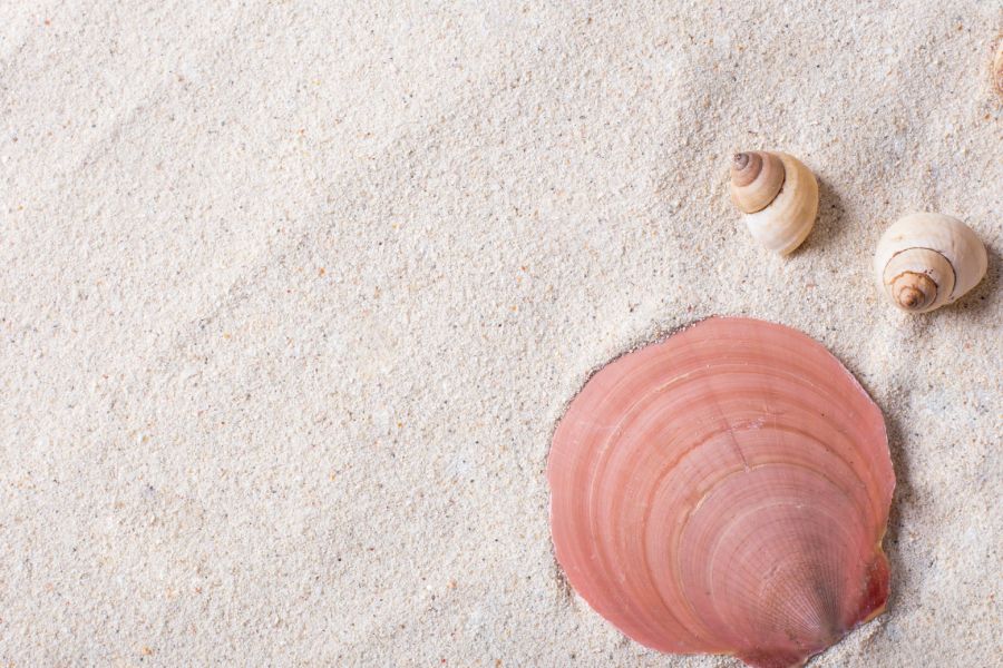 The Argus System IELTS Listening Answers With Audio, Transcript, And Explanation