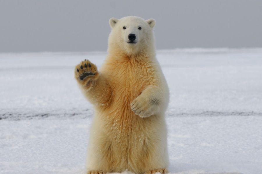 History Of Bears IELTS Listening Answers With Audio, Transcript, And Explanation