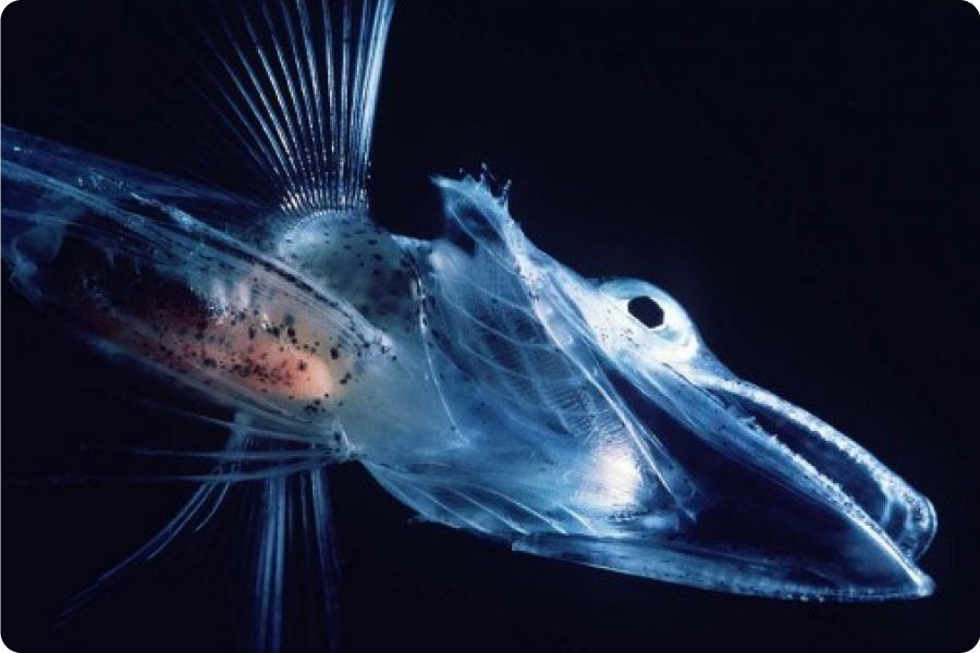 Từ Vựng Bài Nghe How The Extremophiles Survive