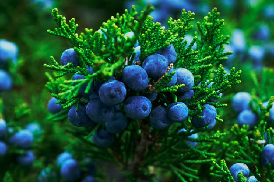 Từ Vựng Bài Nghe Saving The Juniper Plant
