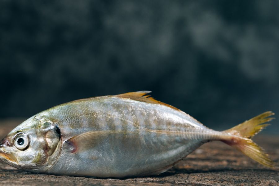 Từ Vựng Bài Nghe Creating Artificial Gills