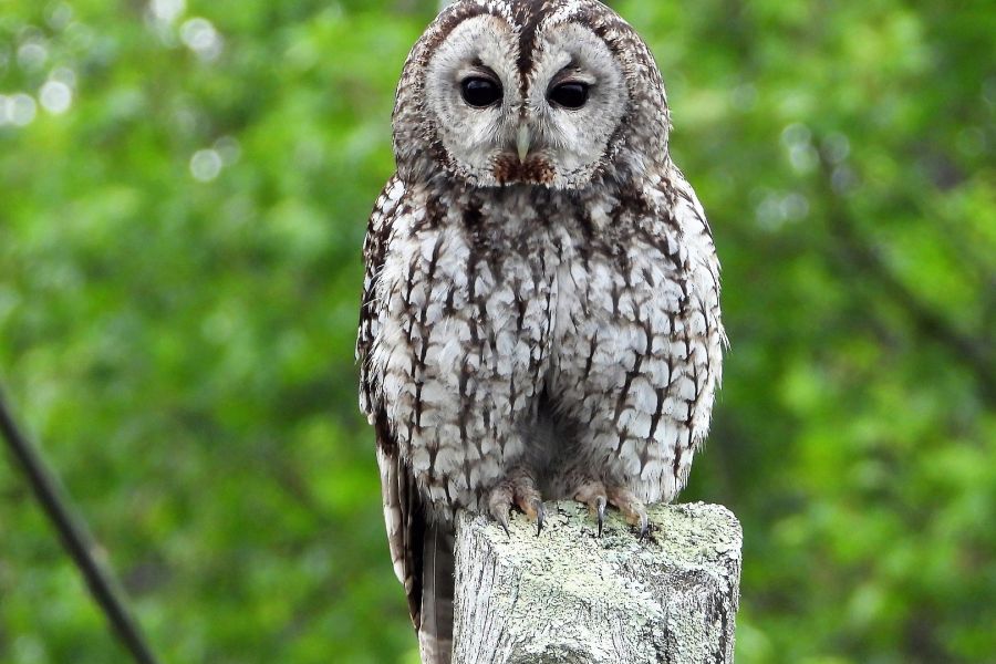 Từ Vựng Bài Nghe The Tawny Owl