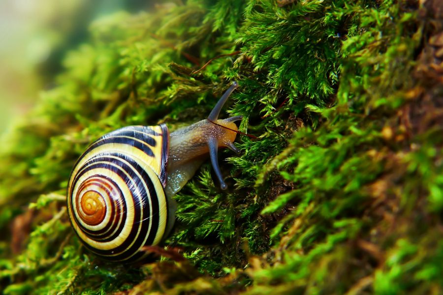 Gastropods (snails and slugs)