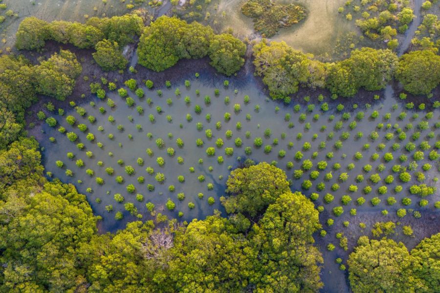 The mangrove regeneration project