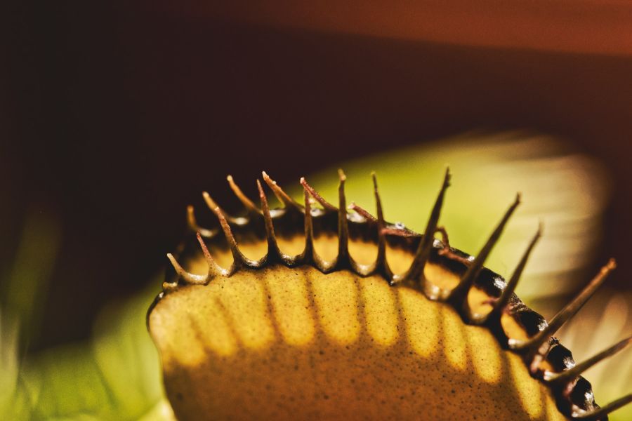 Carnivorous plant