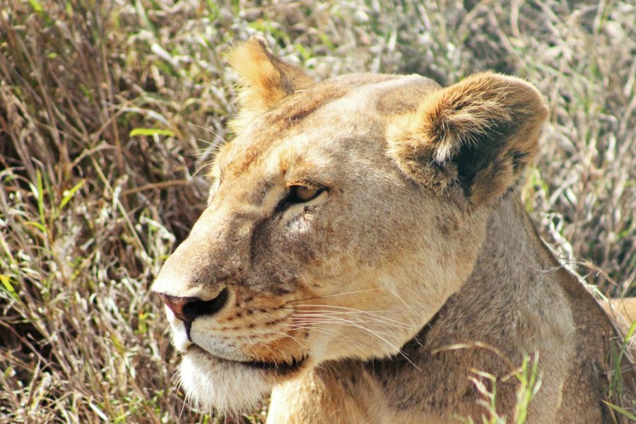 Wildlife Conservation Society