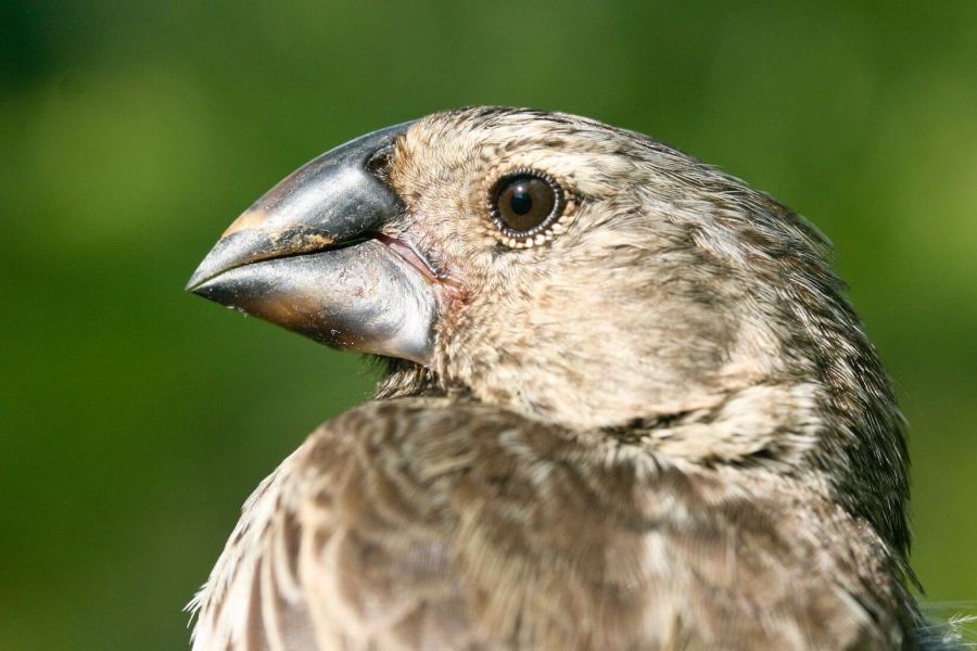 The continuing saga of the Galápagos finches