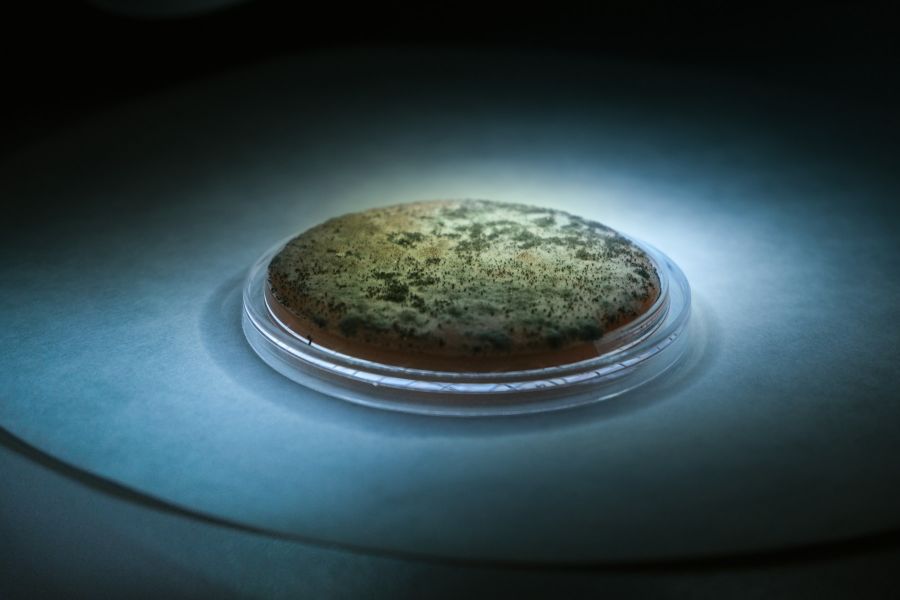 How the petri dish supports scientific advances
