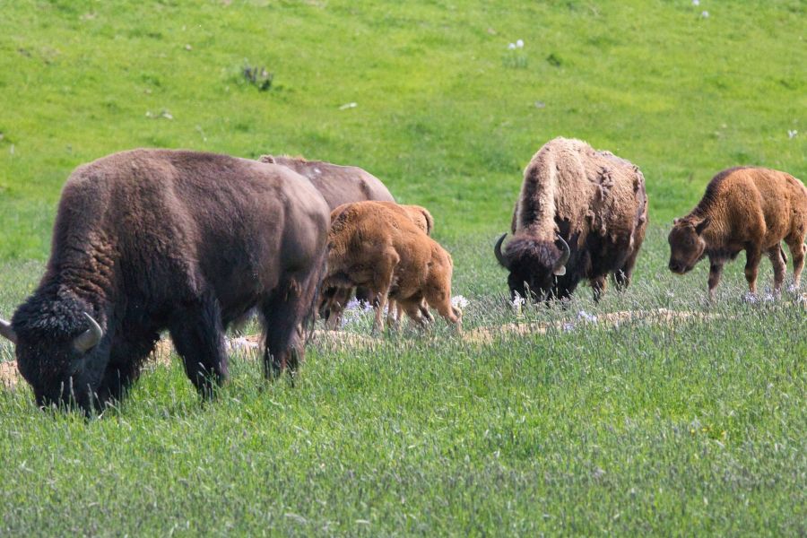 Herding