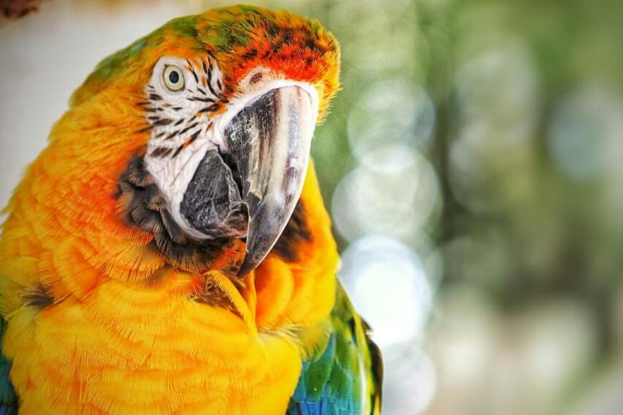 Animal minds: parrot Alex