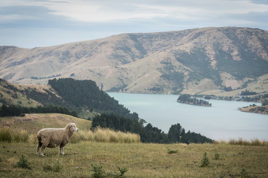 The New Zealand writer Margaret Mahy