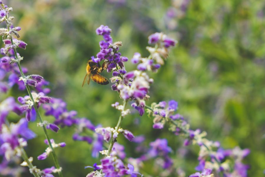 Biodiversity
