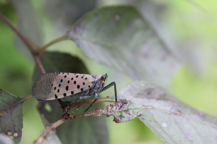 Invasive species