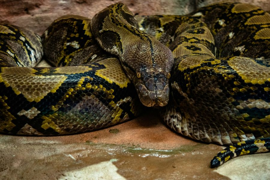 Burmese pythons