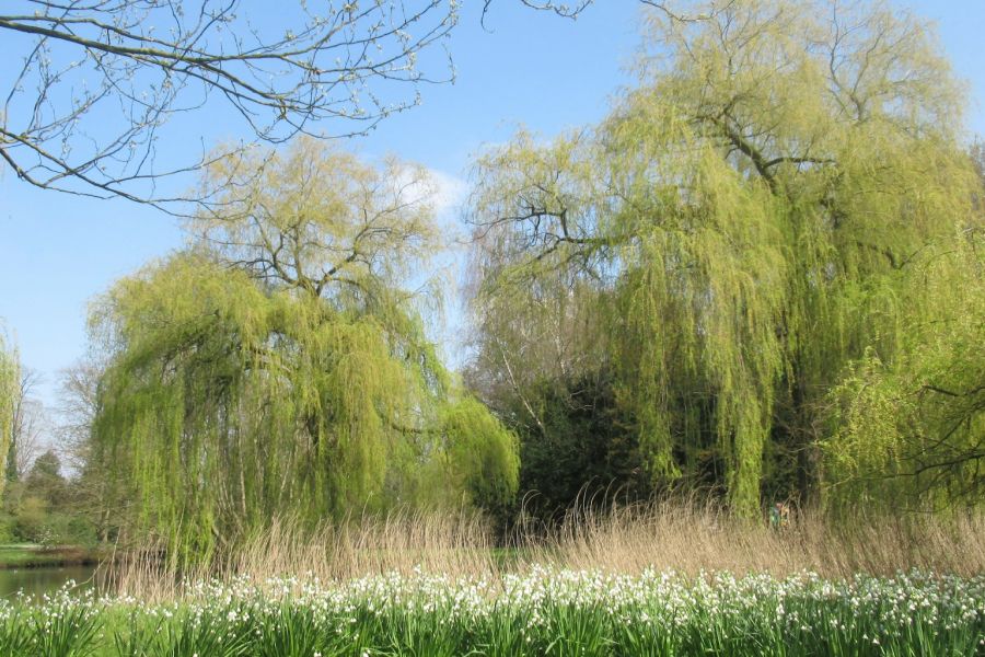 Willows Studies