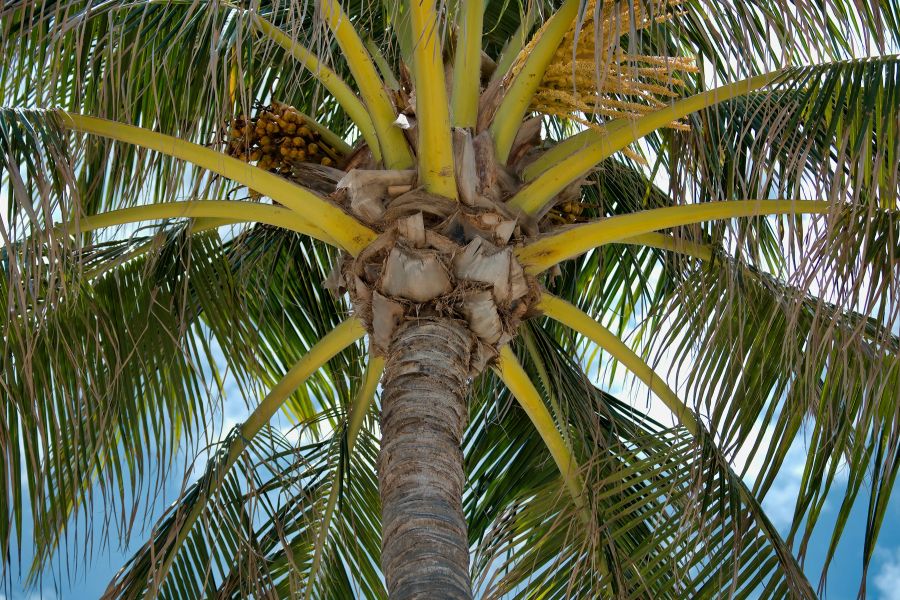 The lontar palm