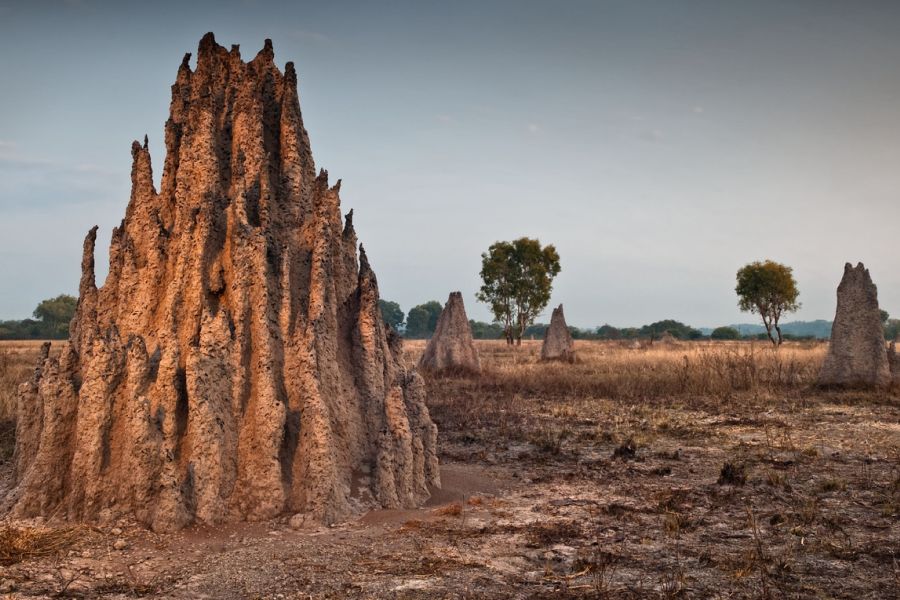 Termite mounds